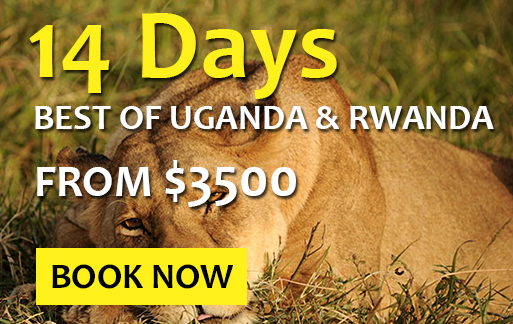 14 days rwanda uganda safari